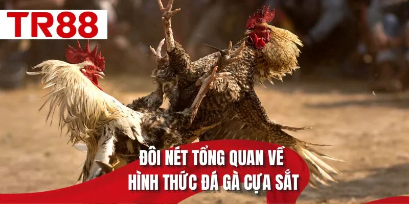 Đôi nét tổng quan về hình thức đá gà cựa sắt